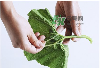 南瓜苗怎么做好吃？南瓜苗怎么撕？