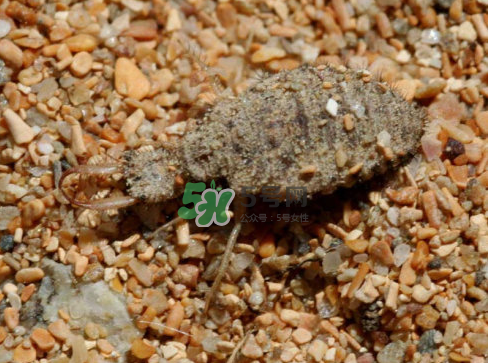 蟻獅的藥用價(jià)值 蟻獅的作用和功效 蟻獅的藥用價(jià)值 蟻獅的作用和功效