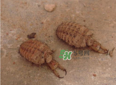 蟻獅的藥用價(jià)值 蟻獅的作用和功效 蟻獅的藥用價(jià)值 蟻獅的作用和功效