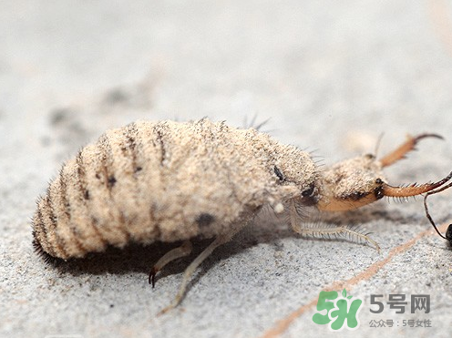 蟻獅的藥用價(jià)值 蟻獅的作用和功效 蟻獅的藥用價(jià)值 蟻獅的作用和功效