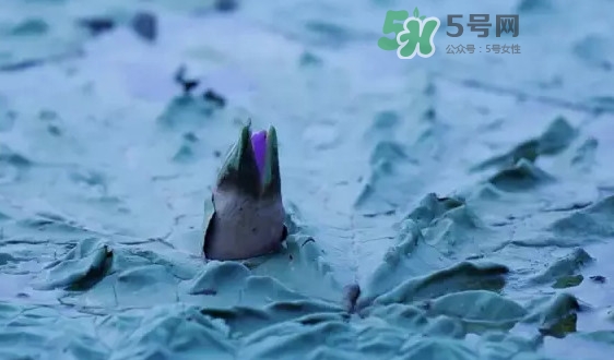 雞頭米是什么？雞頭米是芡實嗎