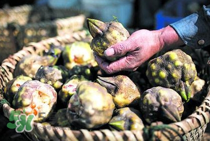 雞頭米可以生吃嗎？雞頭米能生吃嗎