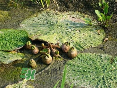 雞頭米什么時候上市？雞頭米什么時候最好吃