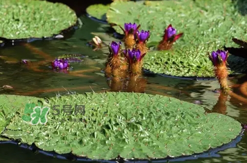 雞頭米為什么這么貴？雞頭米到底哪里像雞頭