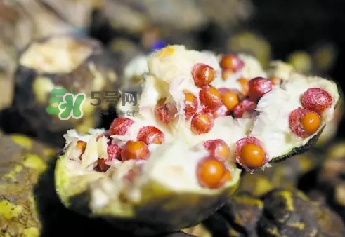 雞頭米為什么這么貴？雞頭米到底哪里像雞頭