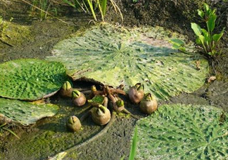 雞頭米怎么種植？雞頭米怎么保存