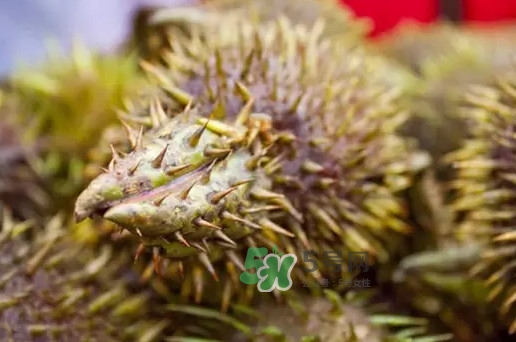 雞頭米為什么這么貴？雞頭米到底哪里像雞頭