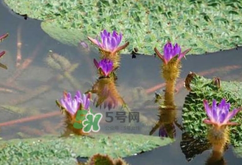 雞頭米怎么種植？雞頭米怎么保存