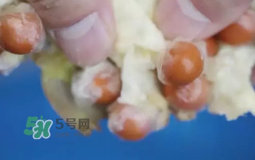 雞頭米是什么？雞頭米是芡實(shí)嗎