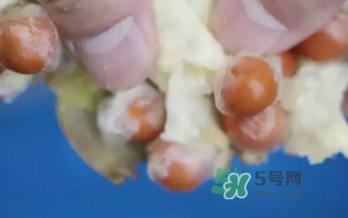 雞頭米什么時候上市？雞頭米什么時候最好吃