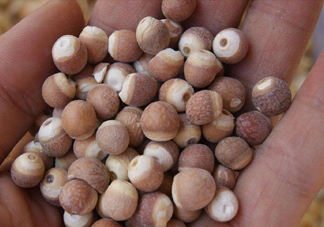 雞頭米有什么營養(yǎng)價值？雞頭米的功效與作用