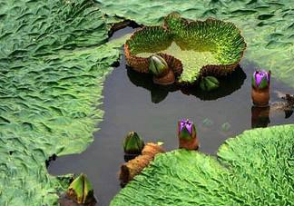 雞頭米為什么這么貴？雞頭米到底哪里像雞頭