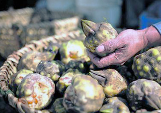 雞頭米是涼性的嗎？雞頭米是哪里的特產(chǎn)