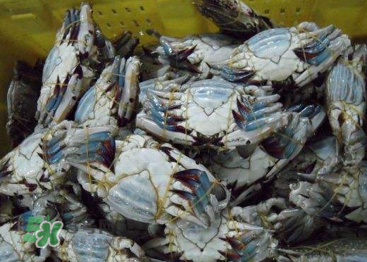 梭子蟹放冷藏能活多久？梭子蟹放冷凍保存多久？