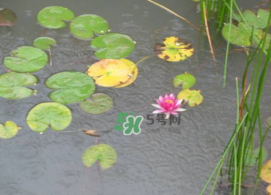 2017處暑會下雨嗎？處暑會下雨好嗎？