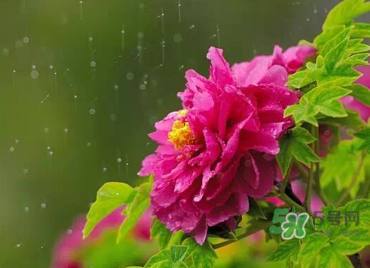 2017處暑會下雨嗎？處暑會下雨好嗎？