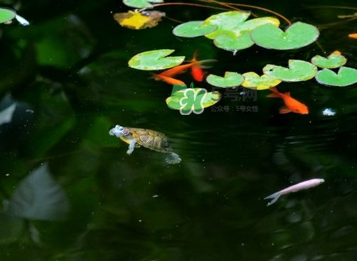 2017處暑還熱嗎？2017處暑后天氣還熱嗎？