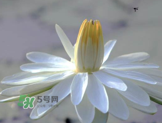 2017處暑還熱嗎？2017處暑后天氣還熱嗎？