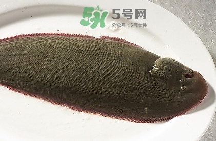 活的龍利魚怎么保存？新鮮龍利魚能放多久