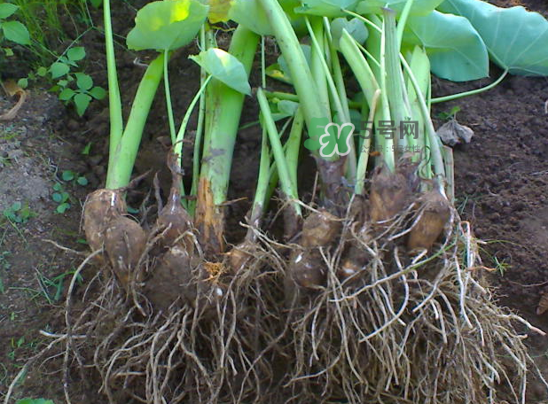 減肥可以吃芋頭嗎？芋頭熱量高嗎？