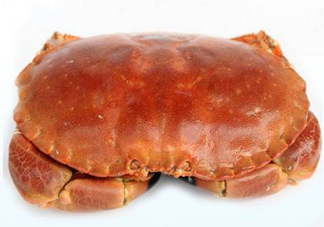 面包蟹一只多少斤？面包蟹一只多少錢？