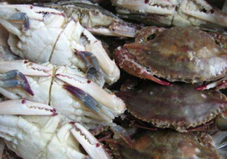 冷凍的梭子蟹能吃嗎？冷凍的梭子蟹怎么做？