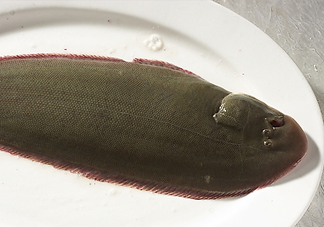 活的龍利魚怎么保存？新鮮龍利魚能放多久