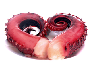 章魚血是什么顏色？章魚血為什么是藍(lán)色？