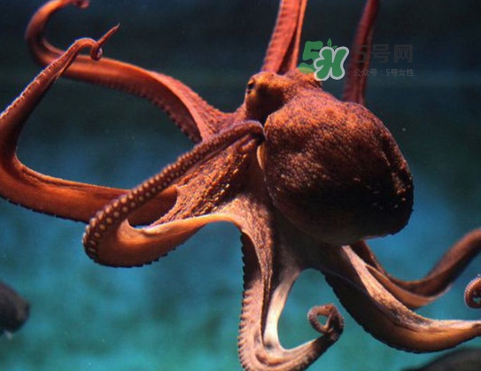 章魚的墨汁有毒嗎？章魚有寄生蟲嗎