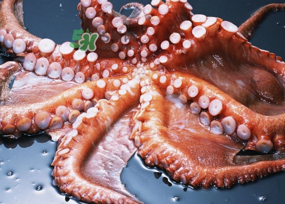 章魚有幾個(gè)心臟？章魚有幾條腿