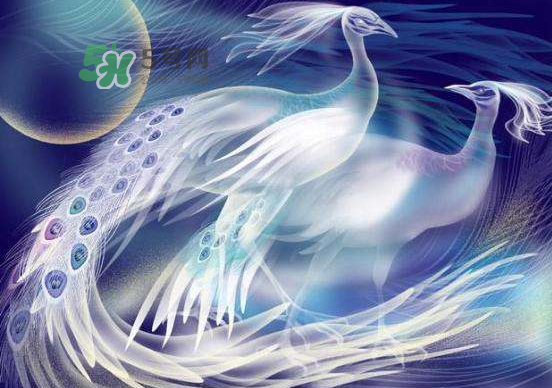 2017七夕會(huì)出鳳求凰嗎？2017鳳求凰七夕返場(chǎng)