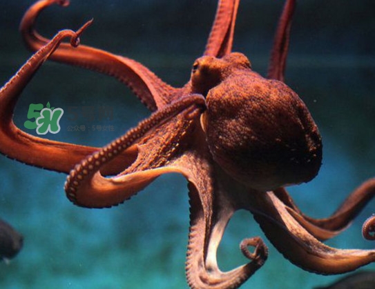 章魚可以生吃嗎？生吃章魚的危害