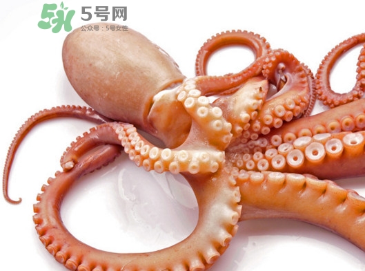 章魚血是什么顏色？章魚血為什么是藍色？