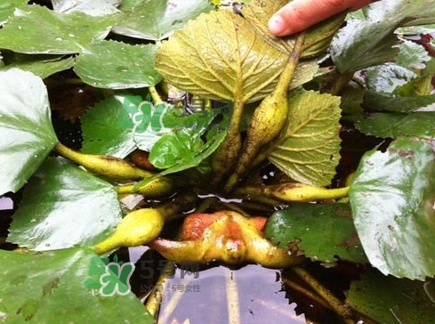 菱角多少錢一斤？生菱角多少錢一斤？