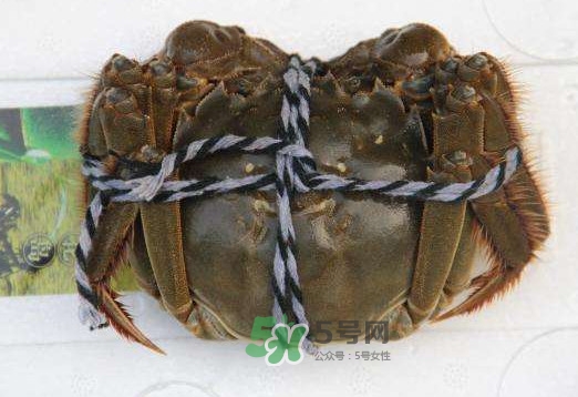 太湖蟹什么時候上市？太湖蟹幾月份有