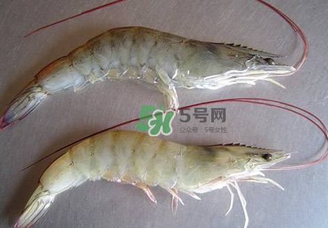 白蝦有寄生蟲嗎？如何選購新鮮的蝦