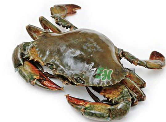 青蟹能放幾天？青蟹能活多久？