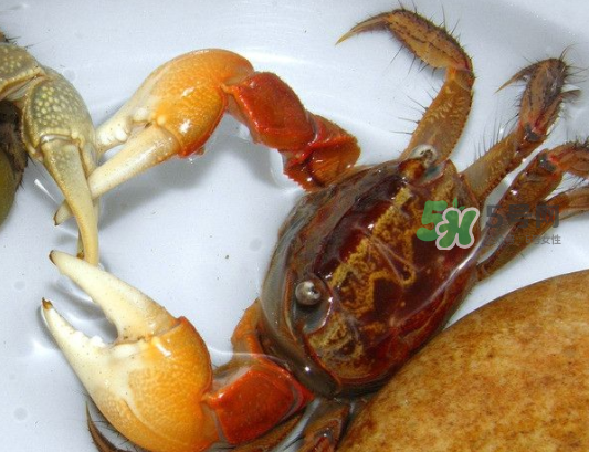 青蟹能放幾天？青蟹能活多久？