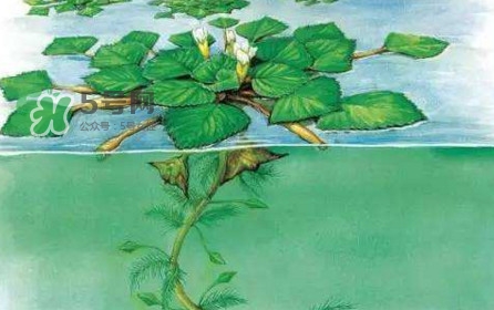 紅菱怎么種植？新鮮紅菱怎么保存