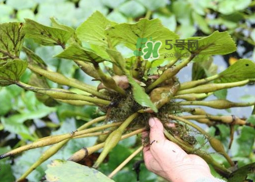 紅菱怎么種植？新鮮紅菱怎么保存