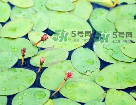 莼菜怎么讀？莼菜是哪里的特產(chǎn)