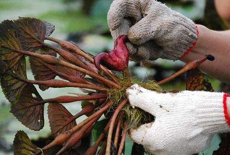 紅菱多少錢一斤？菱角嫩的好吃還是老的好吃？