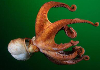 章魚的墨汁有毒嗎？章魚有寄生蟲嗎