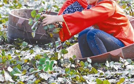 紅菱什么時候上市？什么時候采紅菱