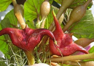 紅菱怎么種植？新鮮紅菱怎么保存