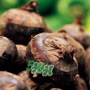 野荸薺是什么樣子的？野荸薺的營(yíng)養(yǎng)價(jià)值