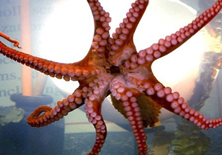 章魚有幾個心臟？章魚有幾條腿