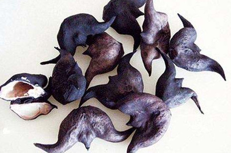 紅菱多少錢一斤？菱角嫩的好吃還是老的好吃？