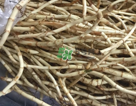 魚(yú)腥草干的好還是新鮮的好？干的魚(yú)腥草怎么吃最好