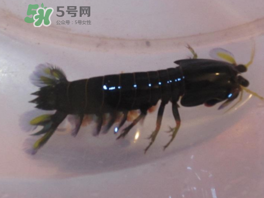 七彩神蝦好吃嗎？七彩神蝦的營養(yǎng)價值